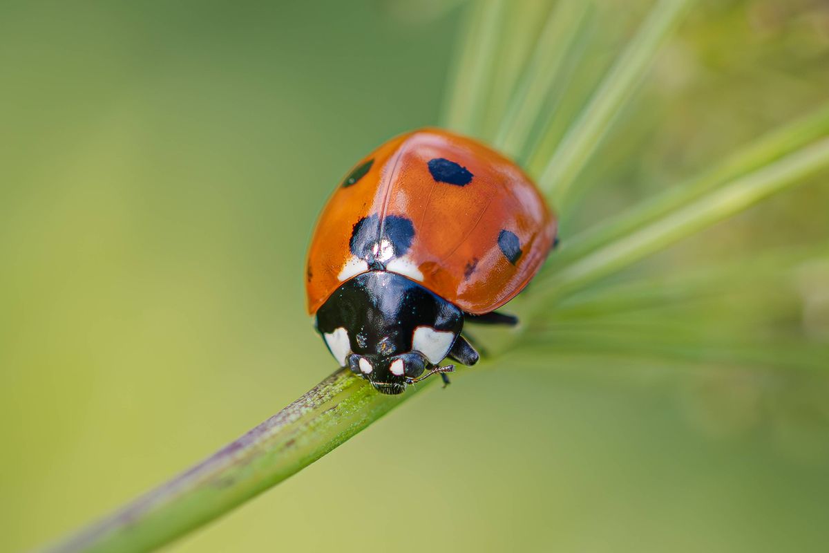 A ladybird on a leaf