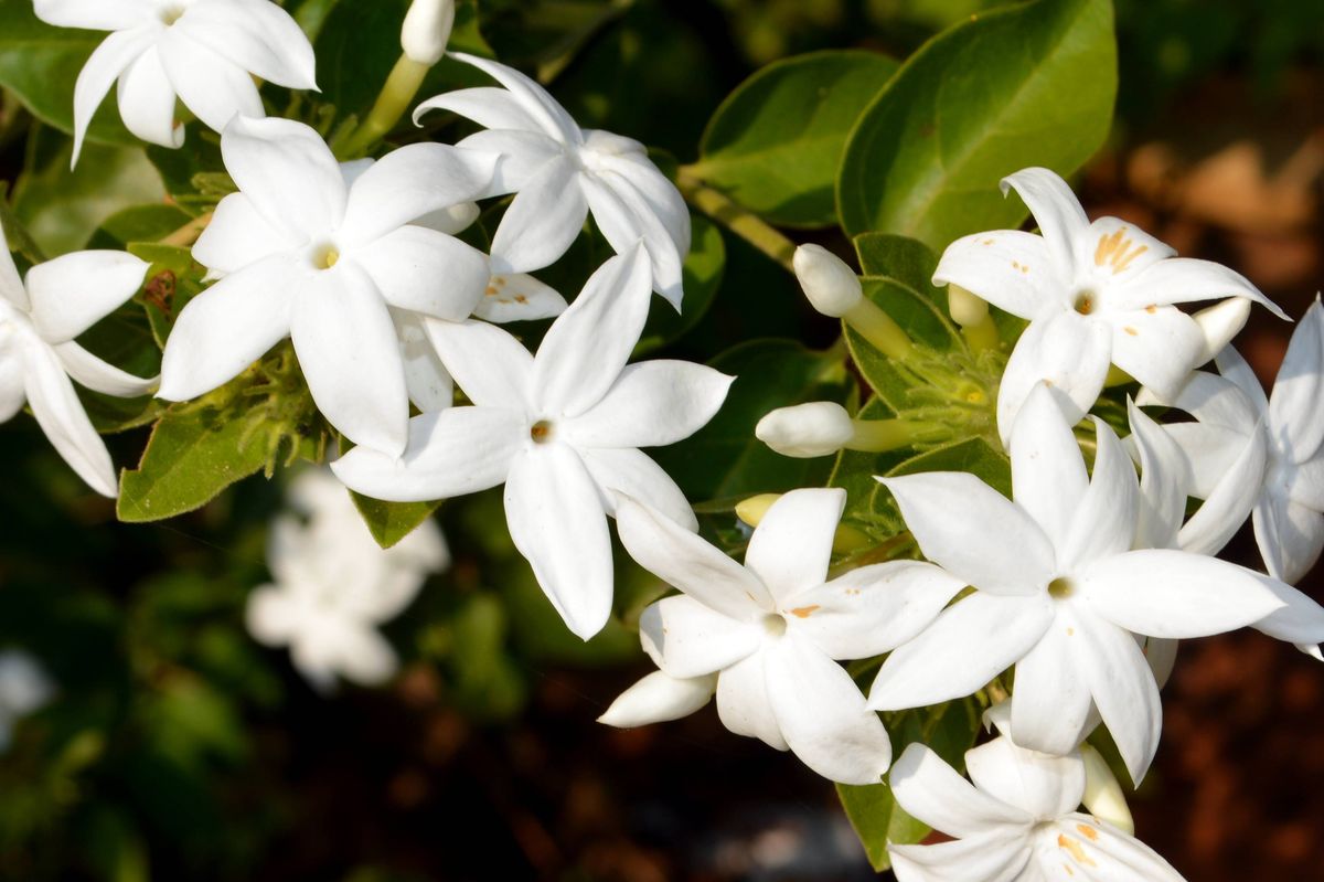 Close-up of white flowering plants in park