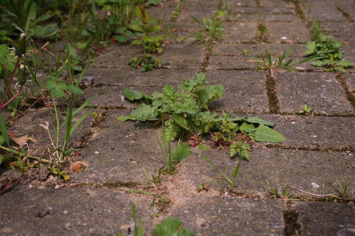 Close up view of a paved UK home driveway with moss and weeds growing in the gaps - household maintenance.