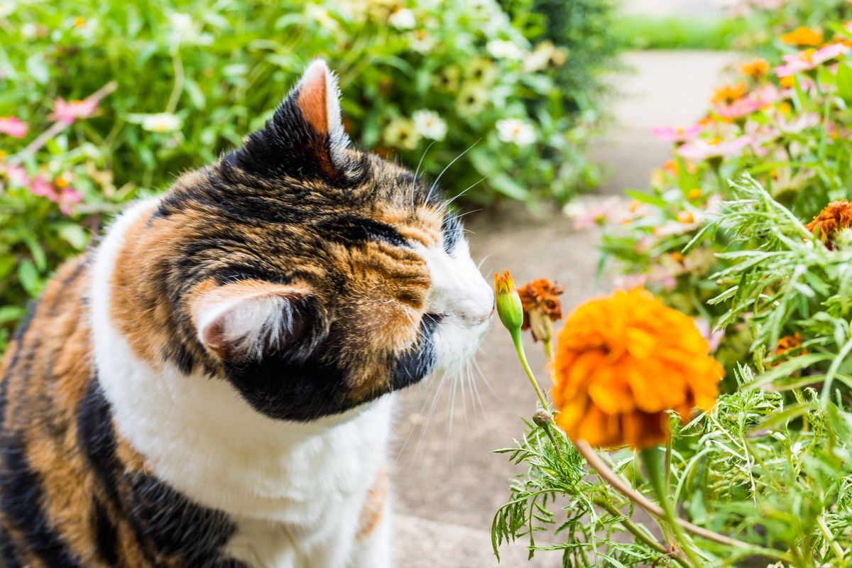 Closeup portrait of calico cat outside smelling sniffing orange marigold flowers in summer garden on porch of home or house