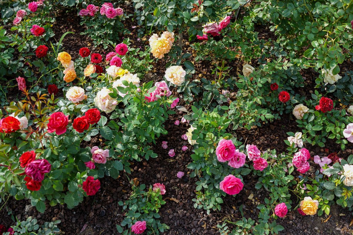 Colorful Spring Rose Flower Bed