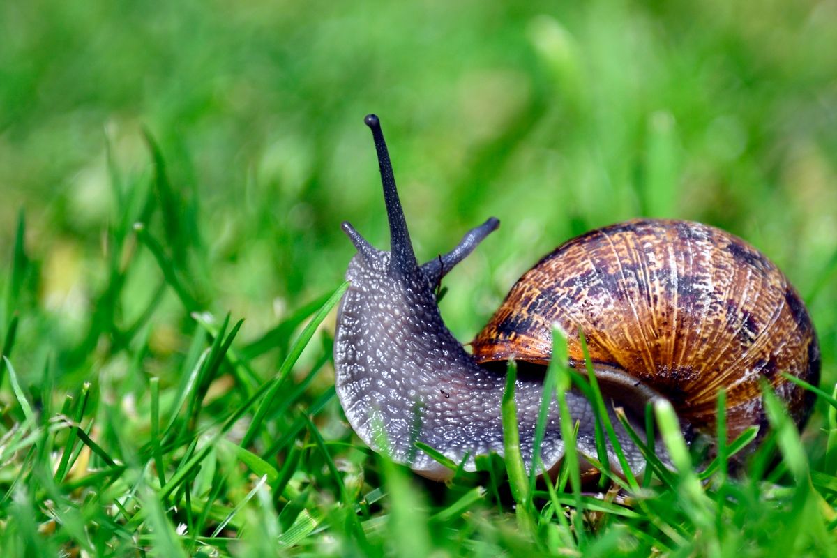 Pictured:  Common Garden snail (Cornu Aspersum)