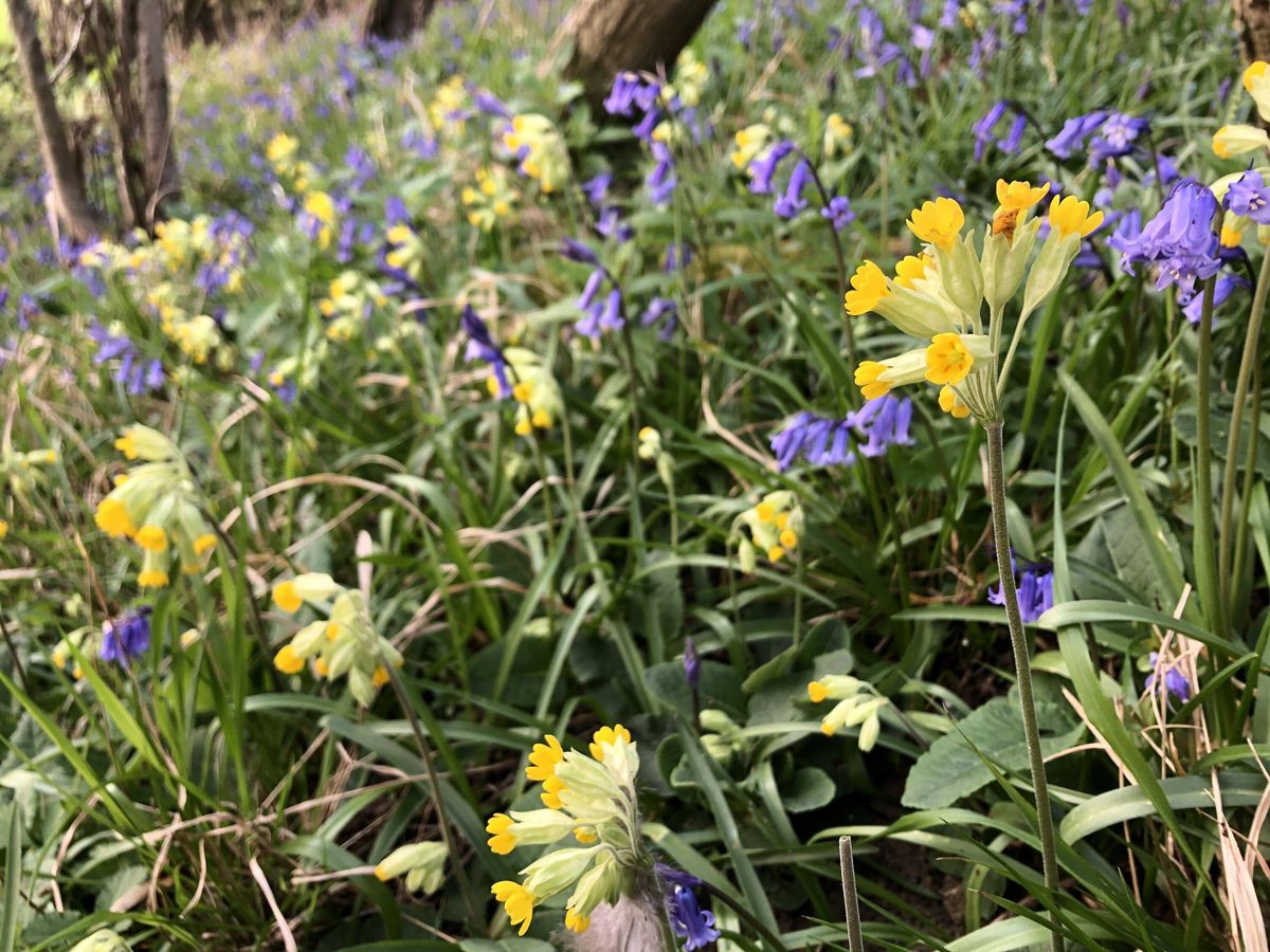 Cowslips and bluebells