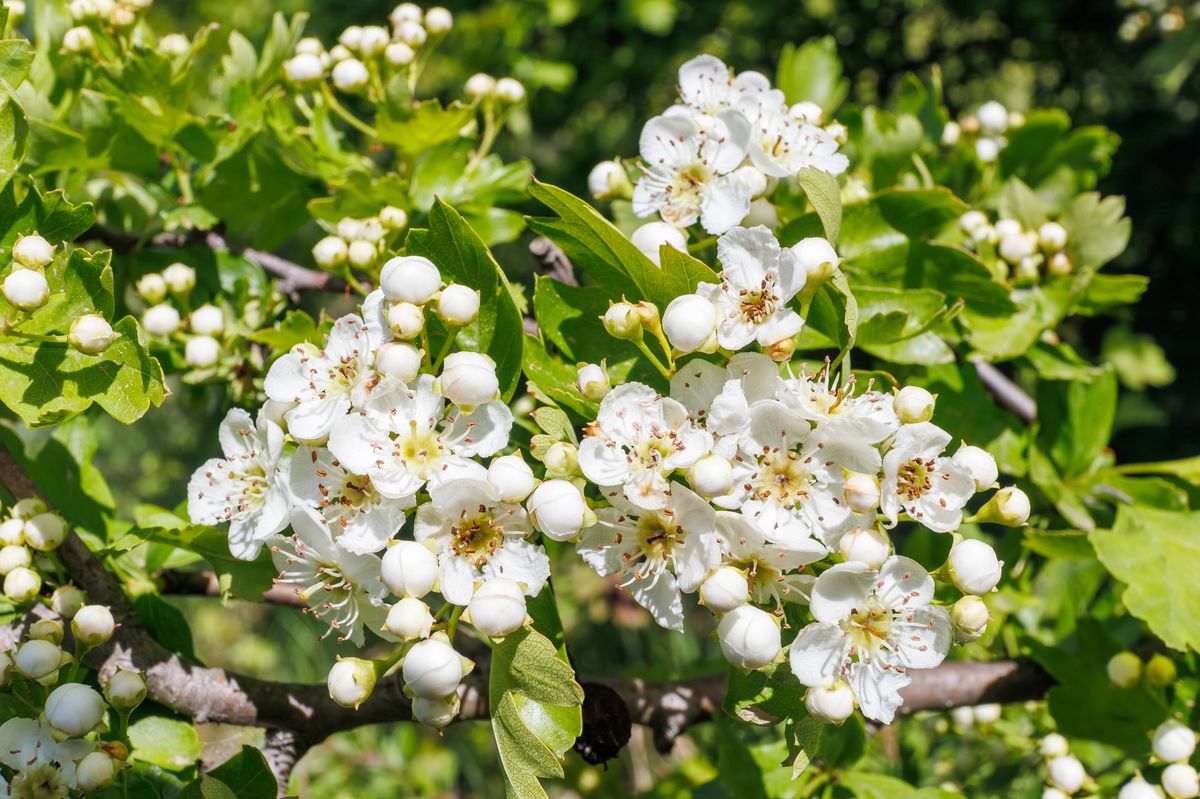 Close-up of Crataegus monogyna, or common hawthorn, with white blossoms and flower buds on leafy branches in spring sunlight.