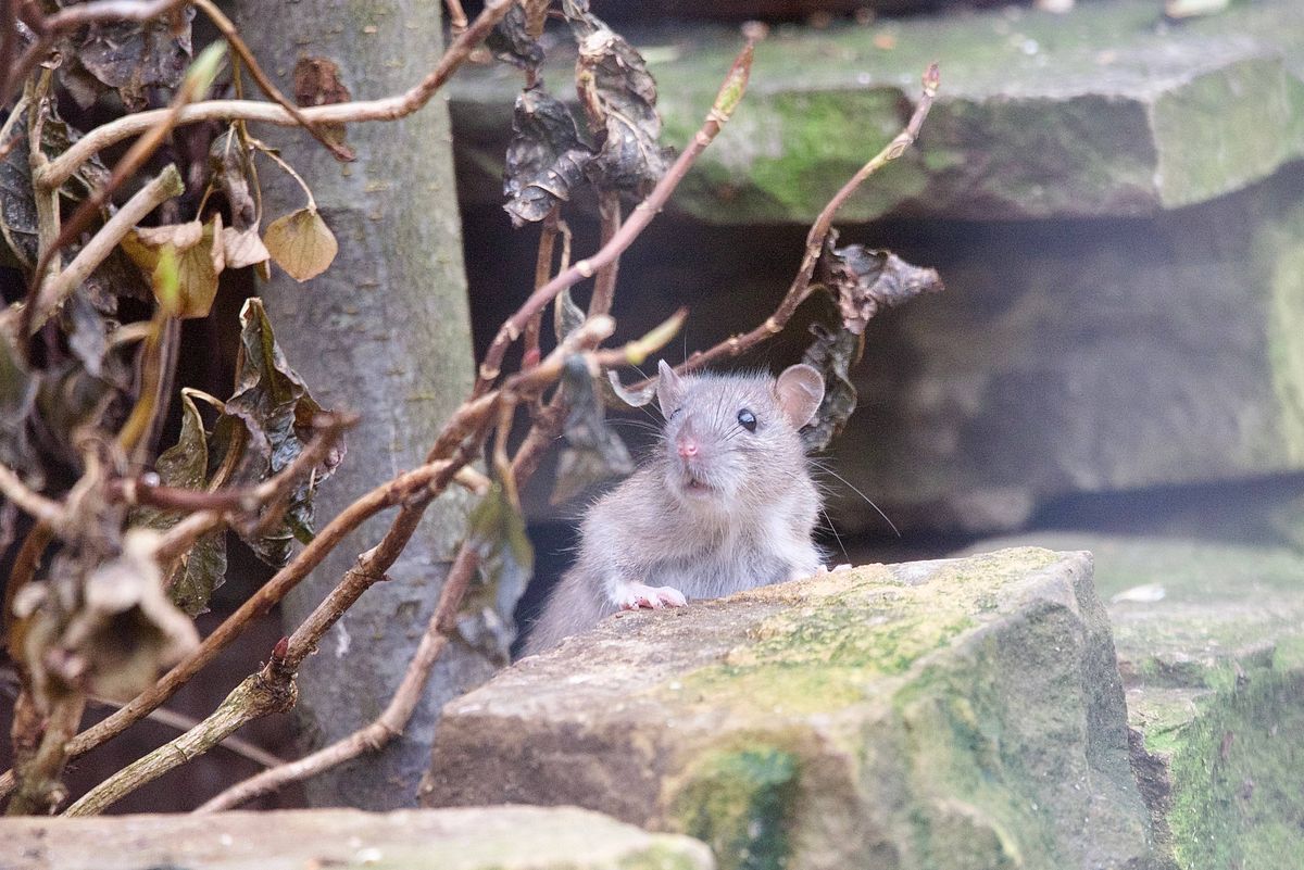 Cute juvenile brown rat popping out from behind a stone wall
