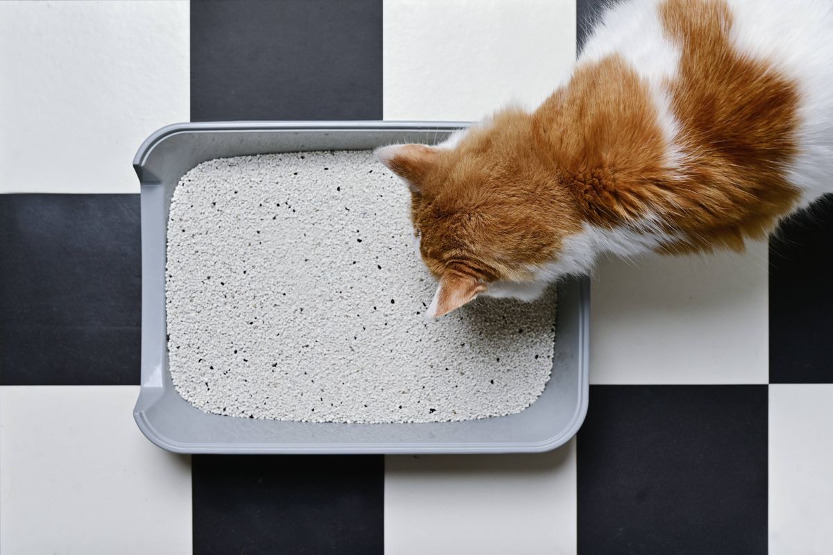Cute tabby cat looking curious in a litter box, seen directly from above.