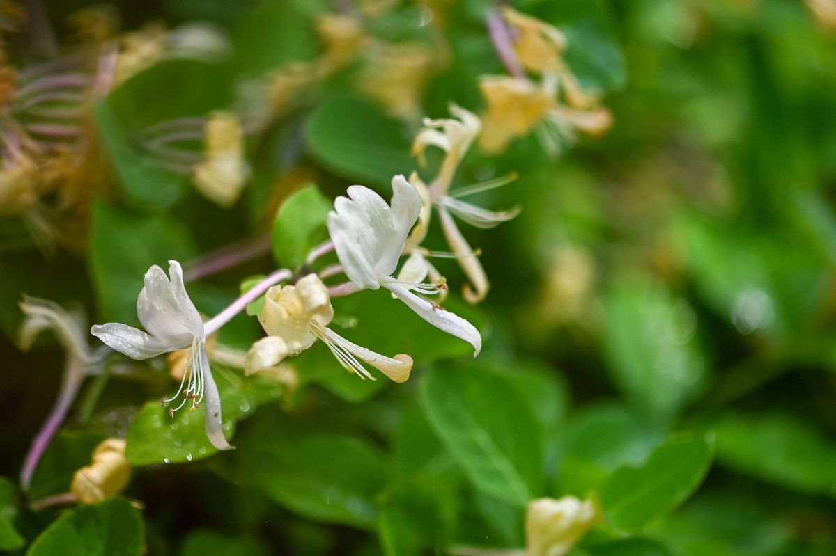 Delicate White Honeysuckle Flowers In Soft Light