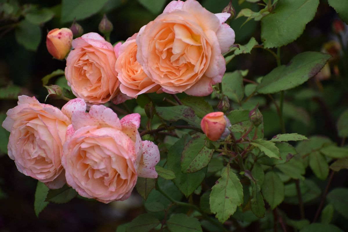 Delicate peach and pink roses bloom with speckled petals in a lush garden setting