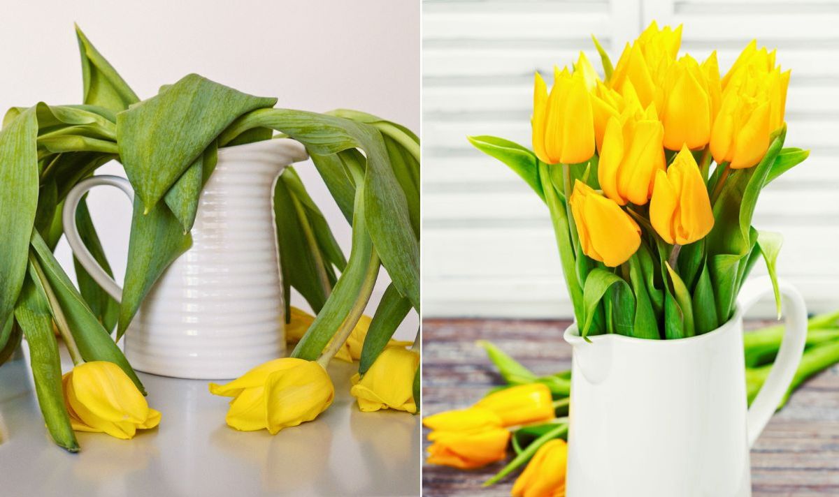 Drooping tulips and healthy tulips