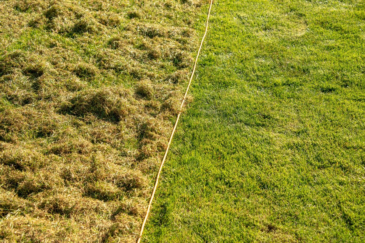 A lawn scarifier, sometimes referred to as a 'dethatcher', is a garden tool that is designed to cut through the soil, helping to remove dead moss and other debris like grass cuttings.