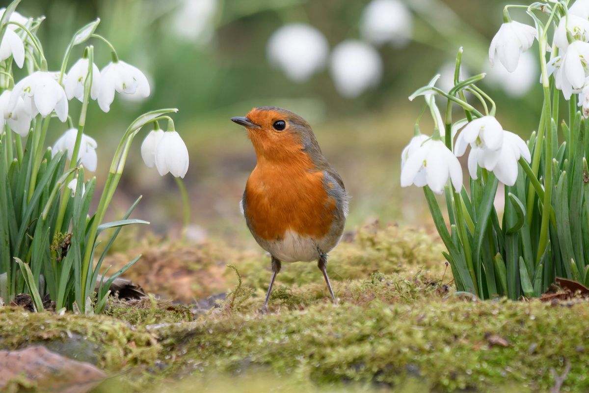 European robin, facing camera surrounded with snowdrop flowers.
