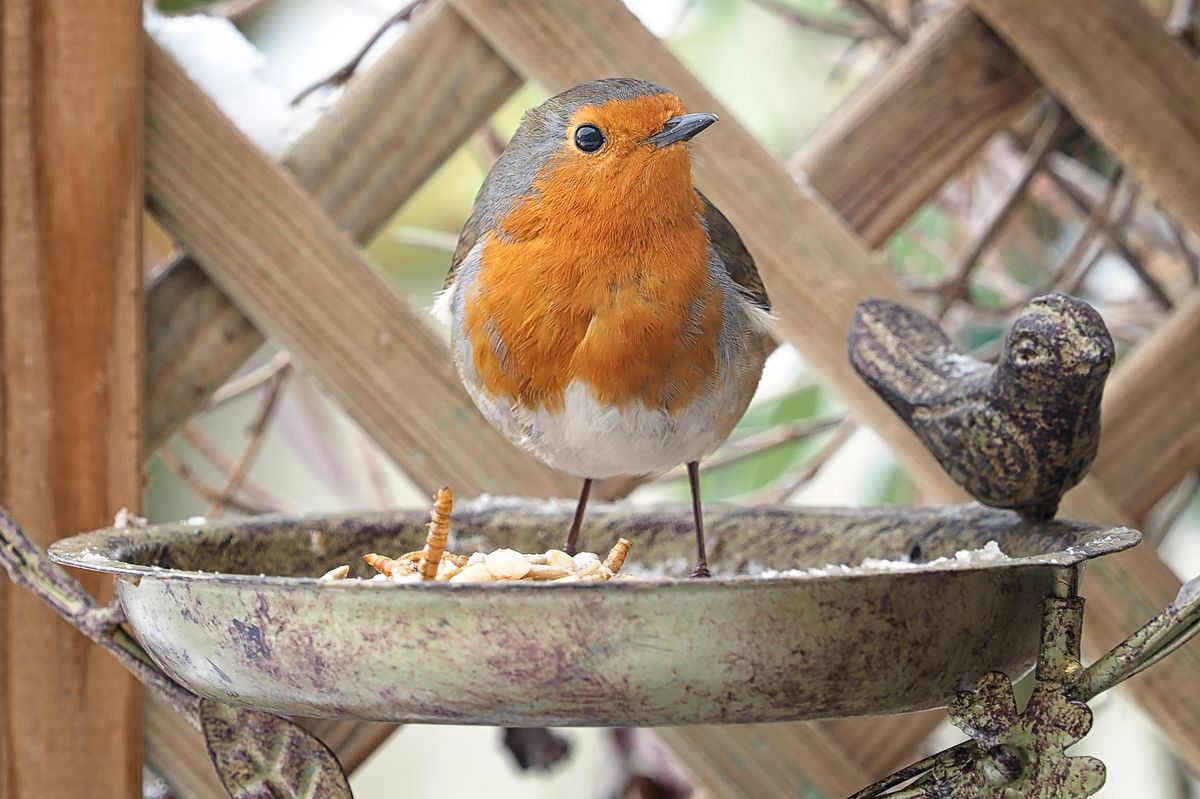 Close-up of a European robin [Erithacus rubecula] standing in a metal bird feeder in a household garden with wooden trellis in the background.