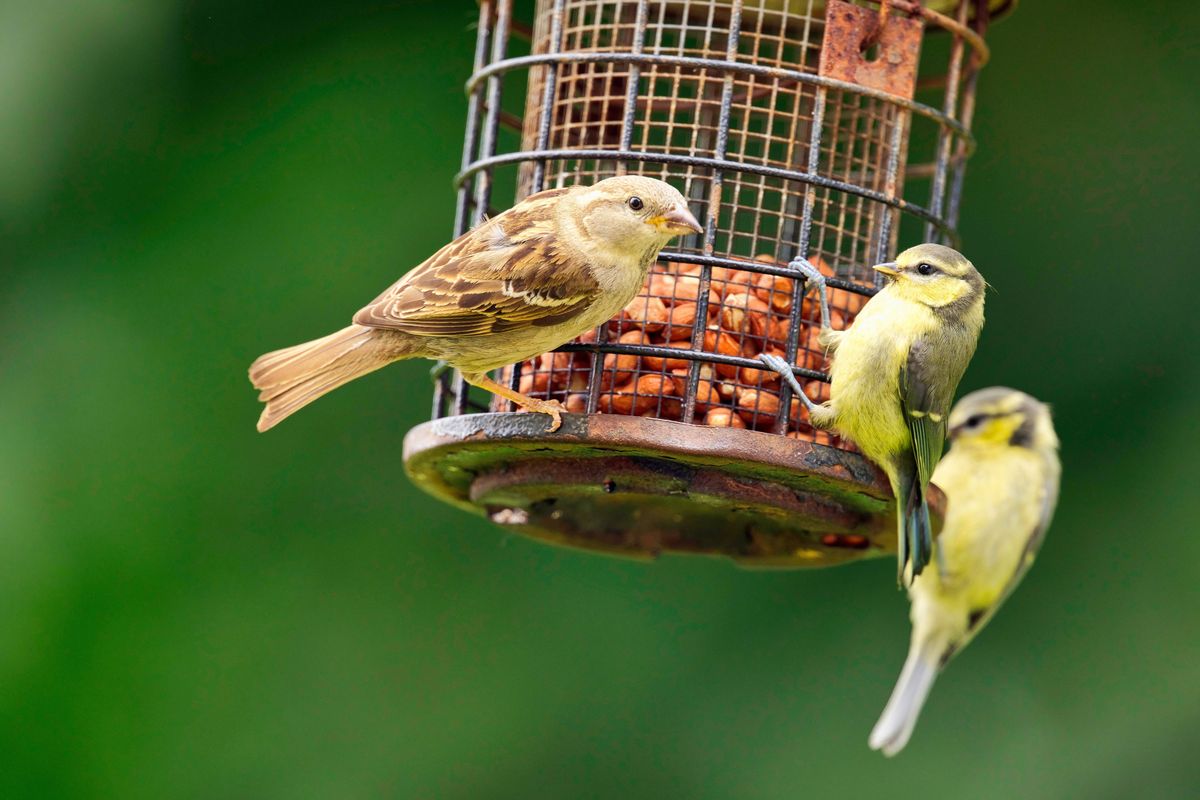 House Sparrow trying to intimidate a Juvenile Blue tit. Focus on Blue Tit.