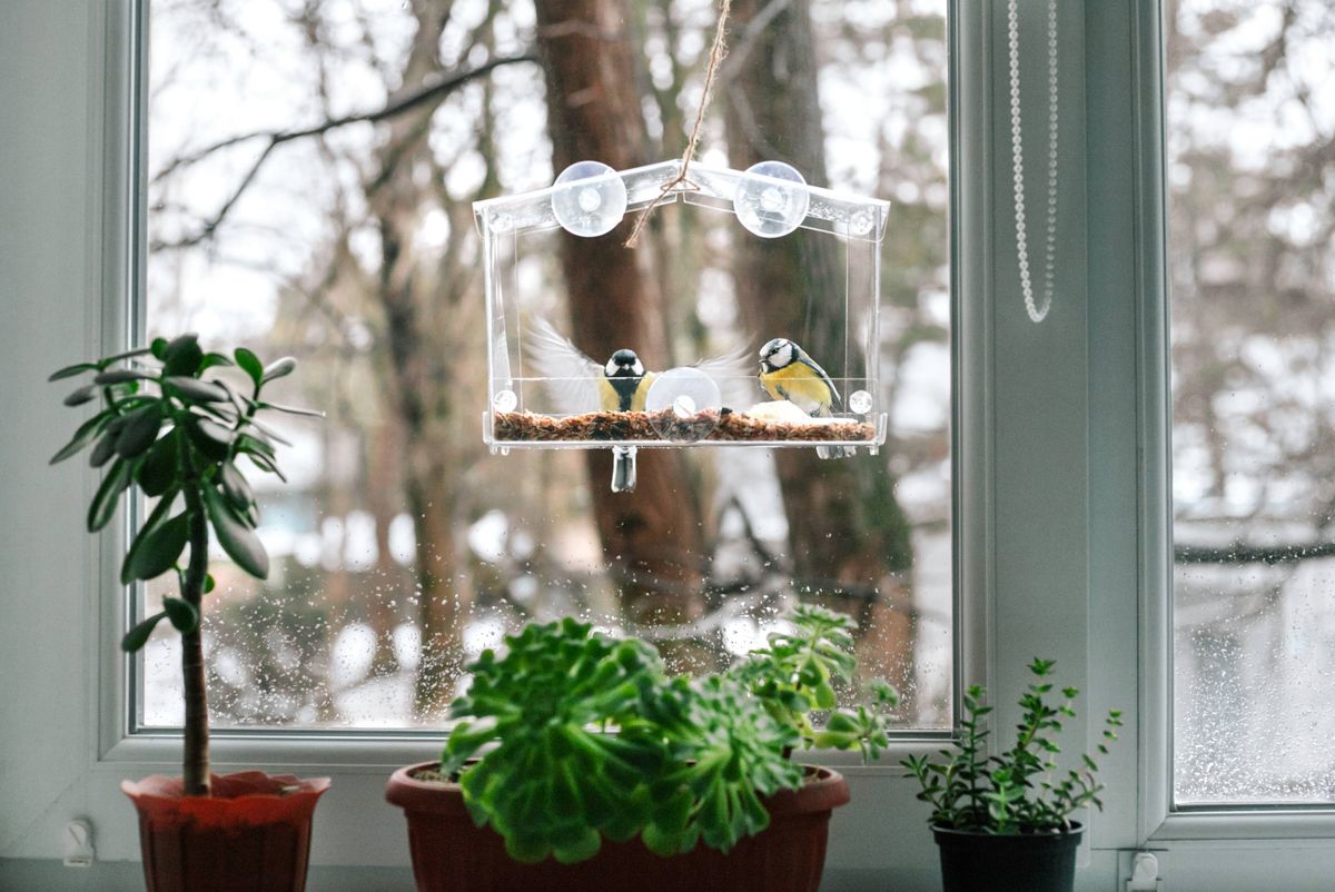 Few black-capped or carolina chickadee birds feeding from plastic glass window feeder at winter.