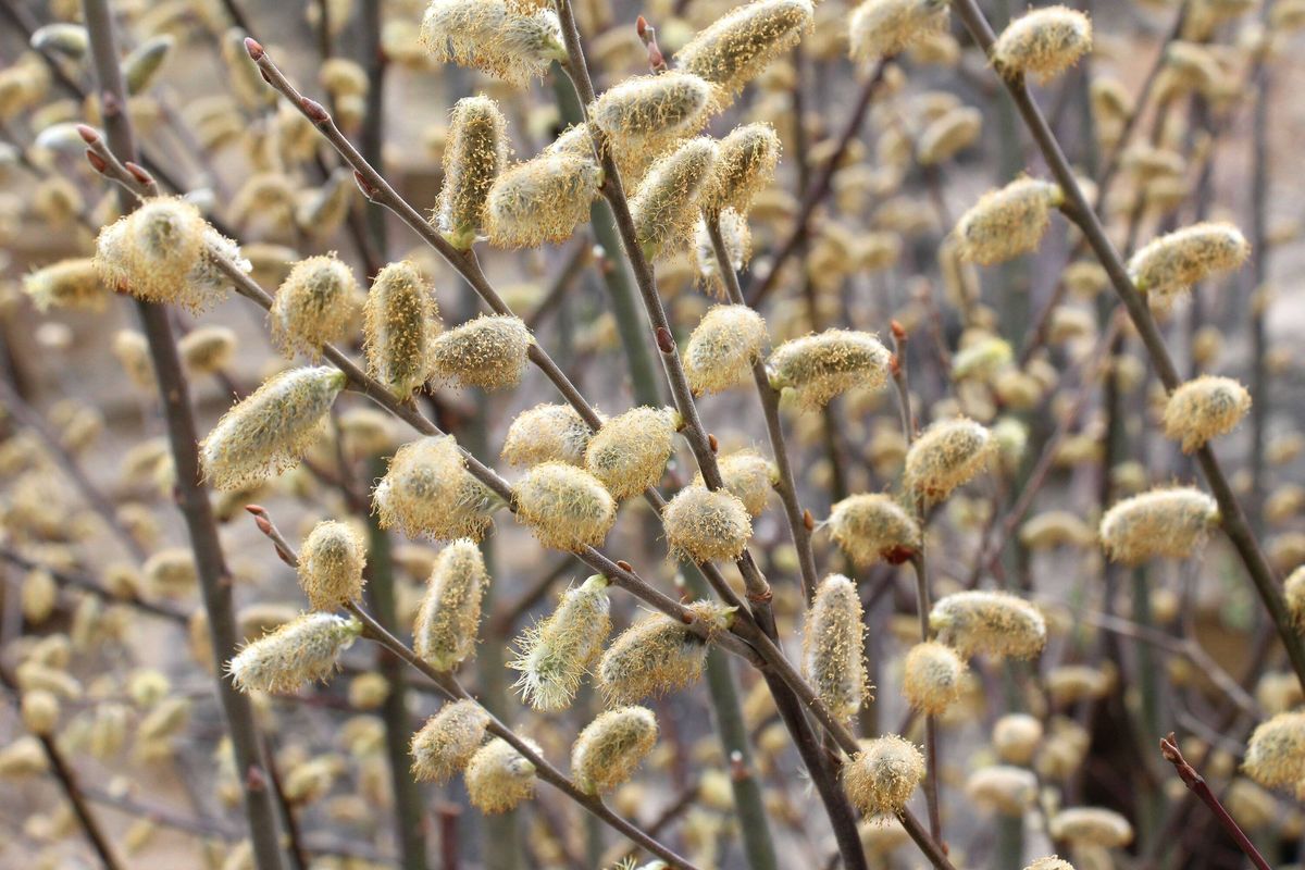 Flowering branch of willow (Salix caprea)