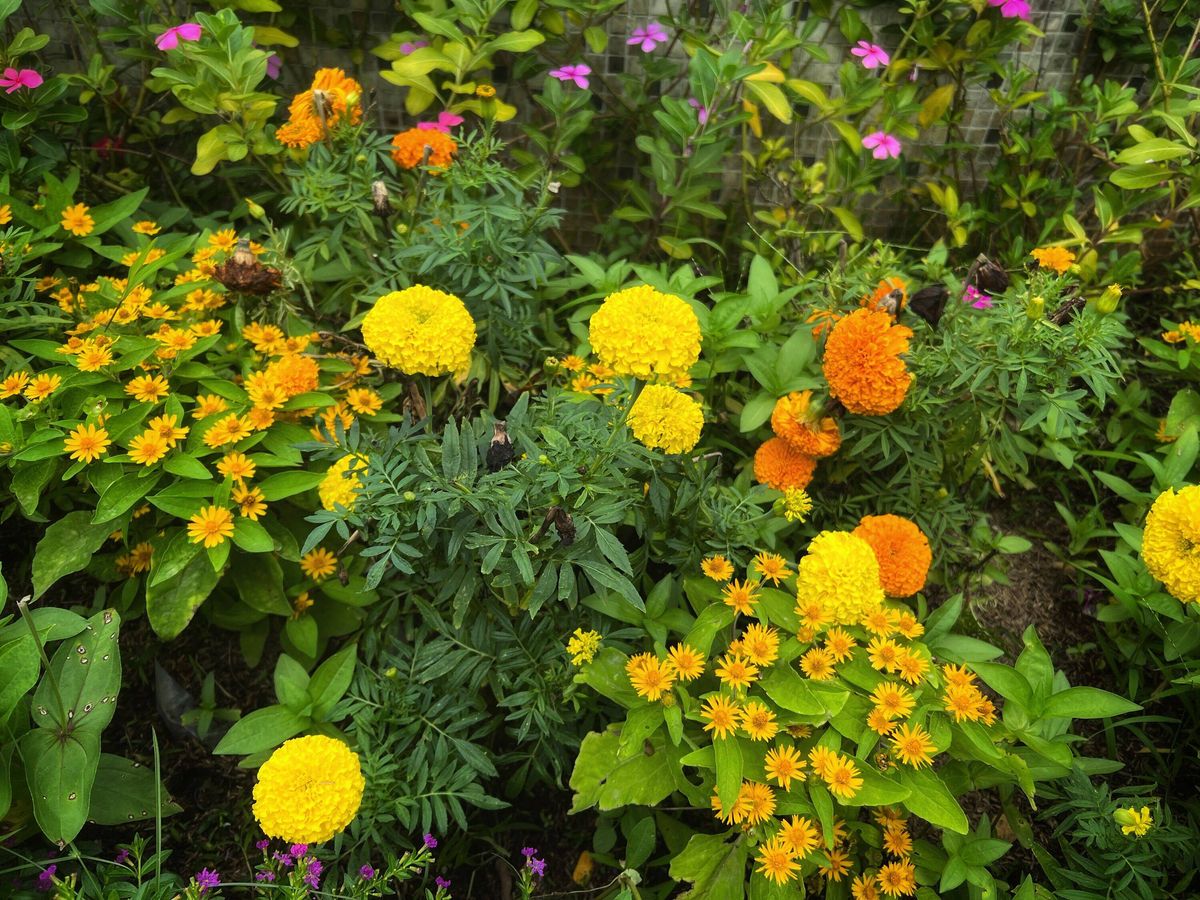 Flowers - Marigolds