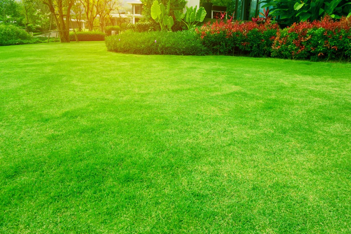 Fresh green grass smooth lawn with curve shape of bush under morning sunlight