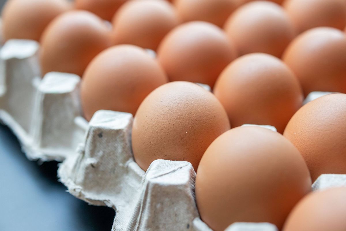 Fresh organic brown chicken eggs in cardboard tray