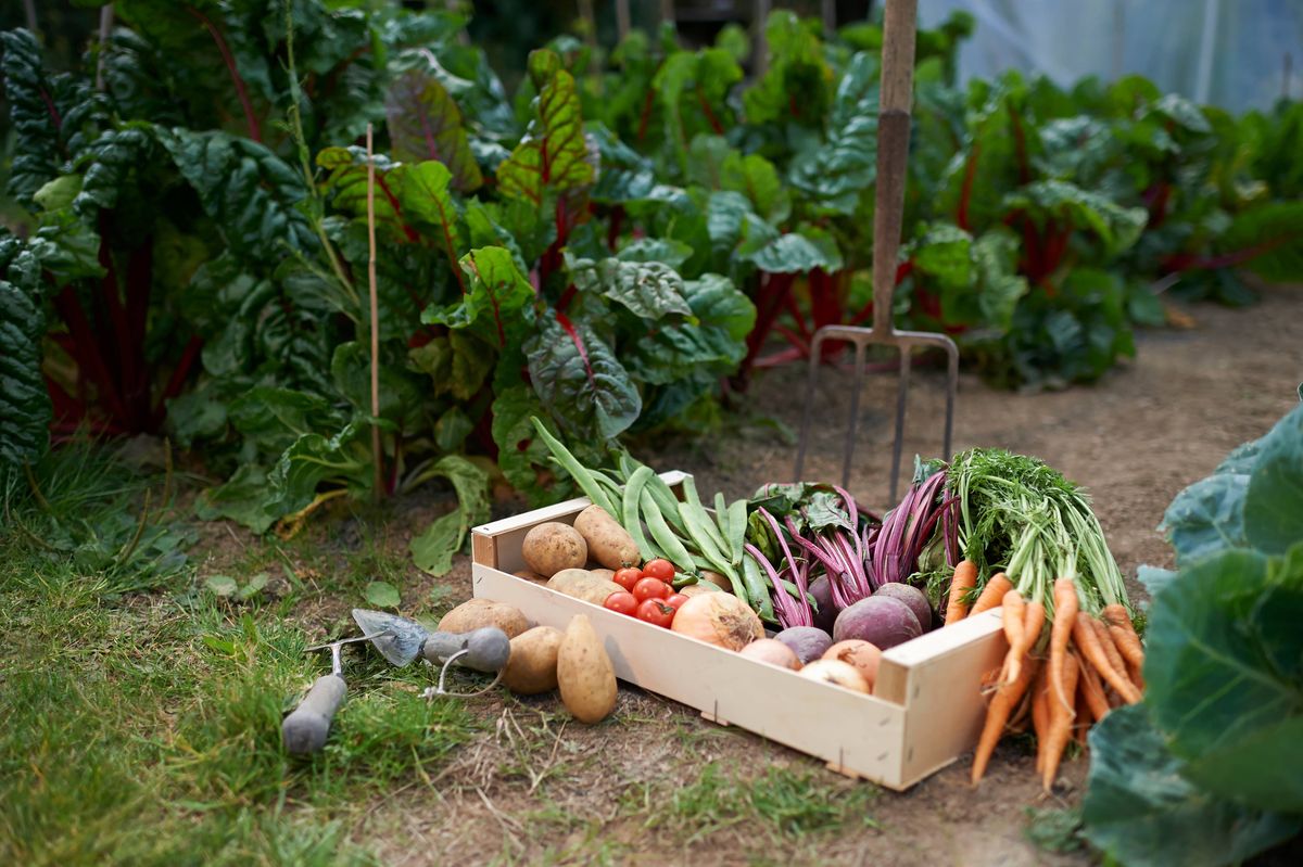 A freshly picked selection of organic vegetables placed in a box on a small allotment.