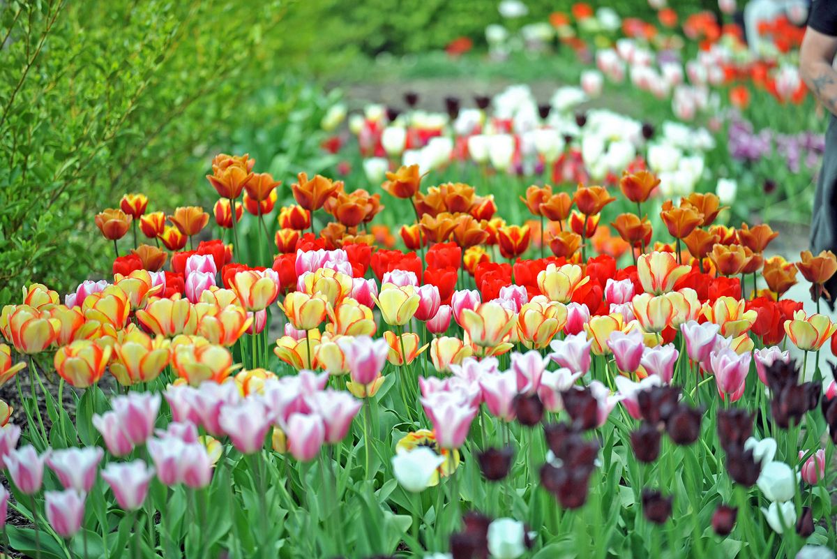 Spring at RHS Garden Wisley