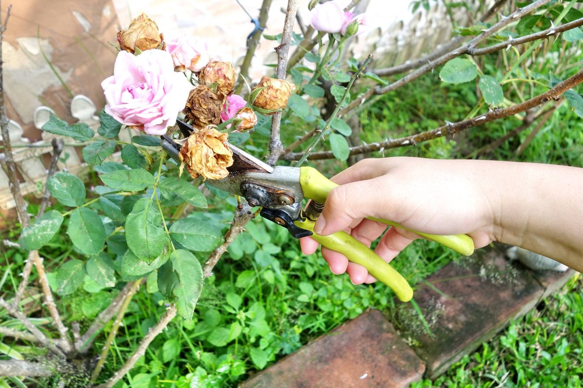 Gardener pruning shears cut shrubs roses