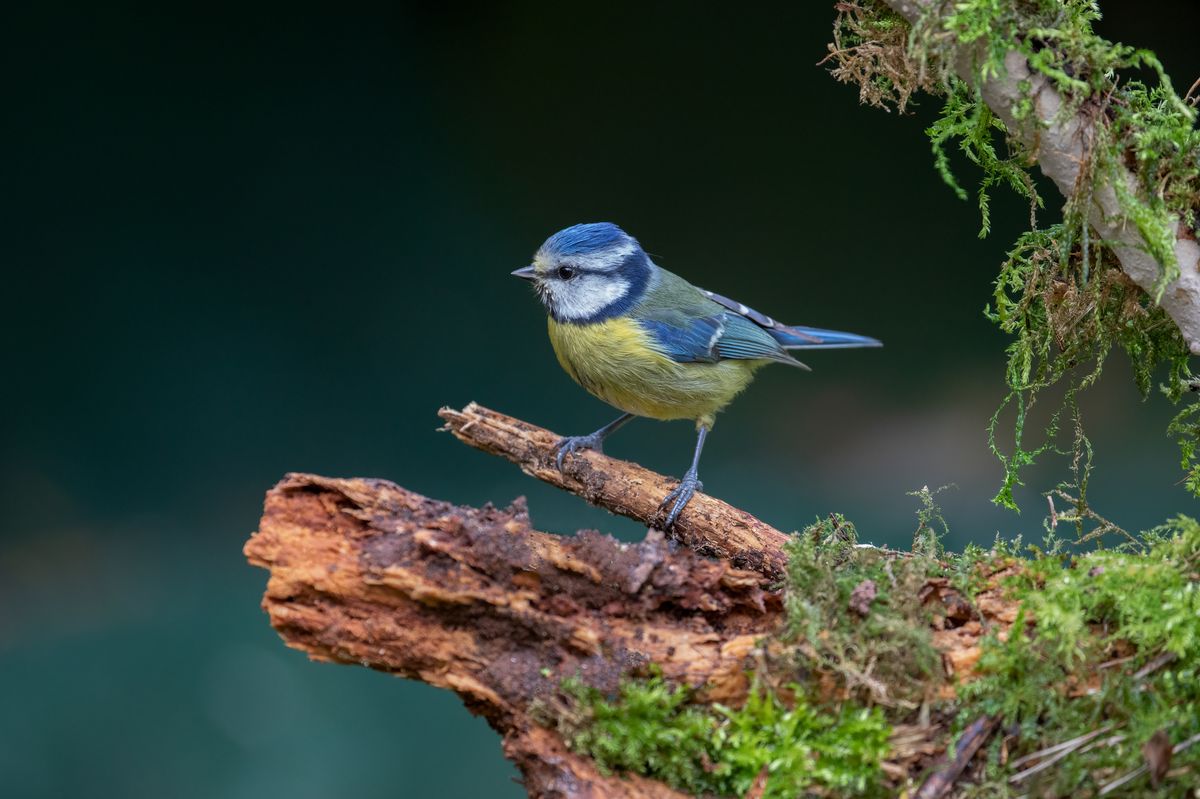 Gardeners should consider leaving eggshells out in their garden in spring, as they can greatly help out bird