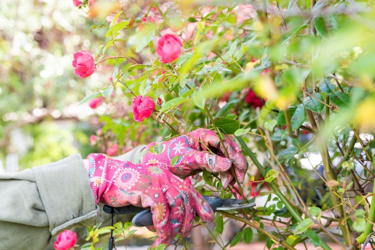 close up on hands wearing gardening gloves while using gardening scissors