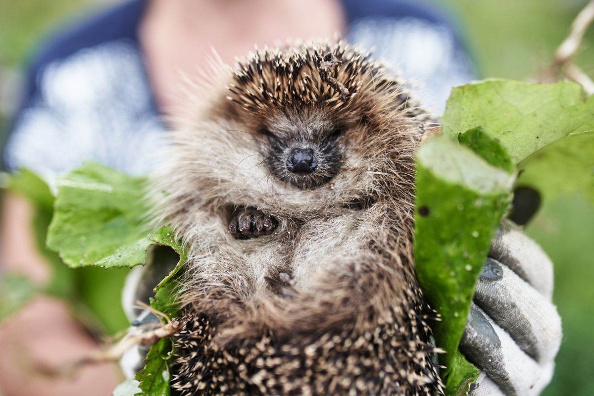 Hedgehog in hands of woman. Close up. Looking at camera