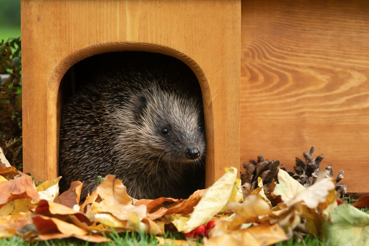 European hedgehog in Autumn emerging from a wooden hedgehog house and facing front with golden leaves and pine cones.