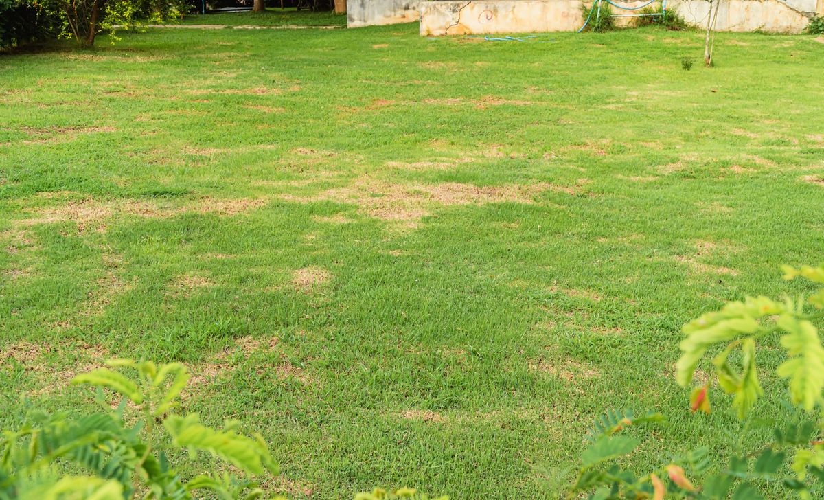 Patchy lawn.