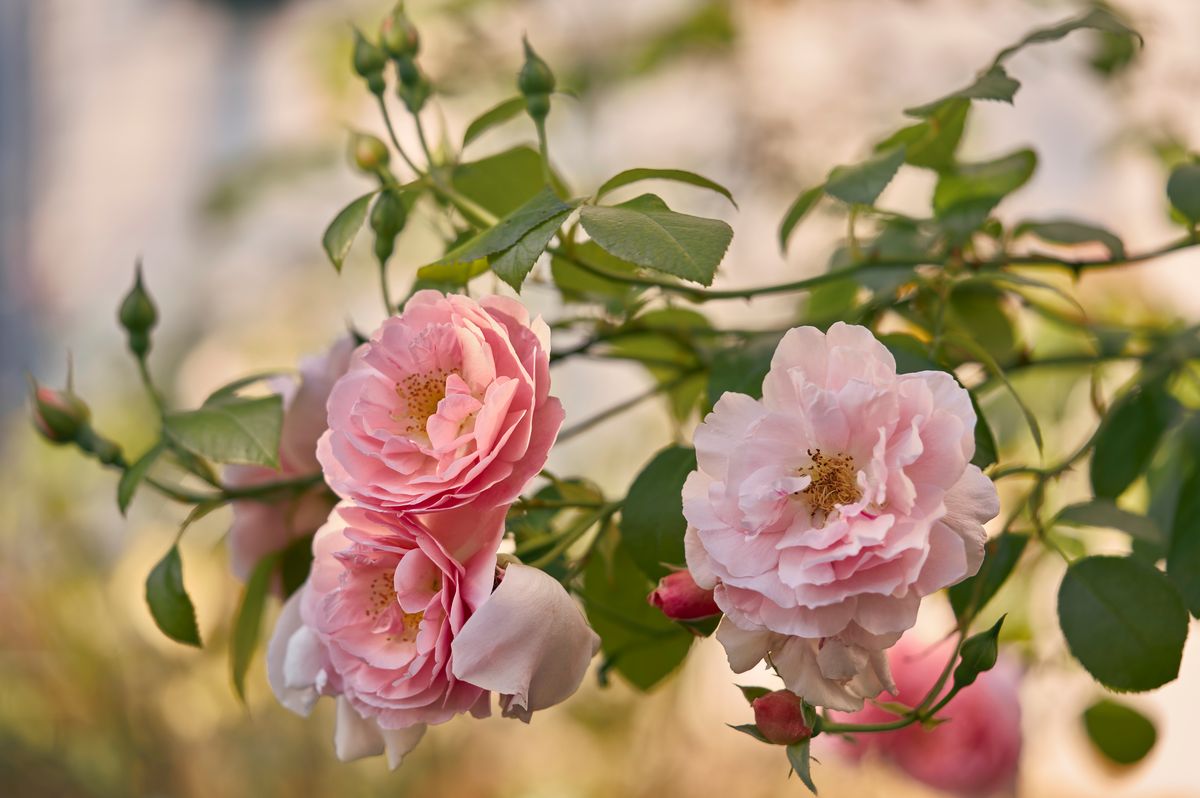 Beautiful pink garden roses. 