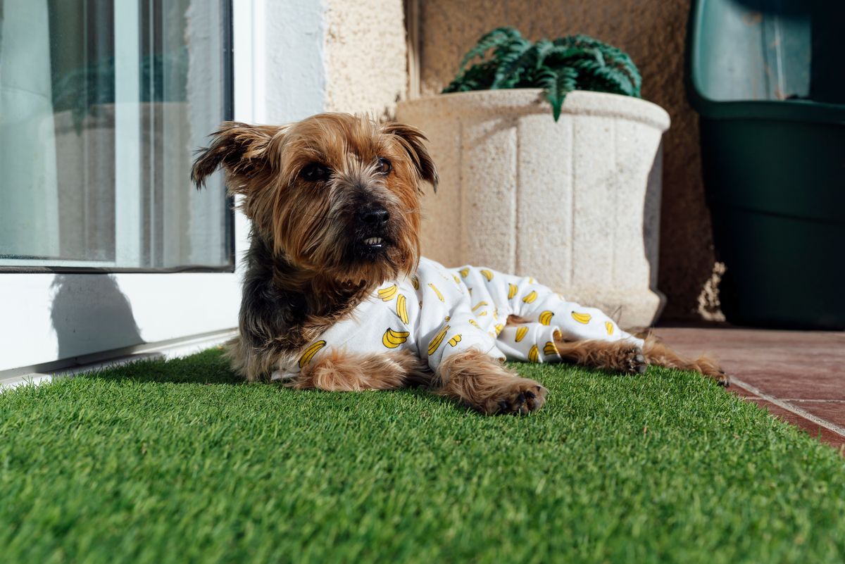 Yorkshire Terrier relaxing on synthetic lawn wearing funny pajamas with banana pattern