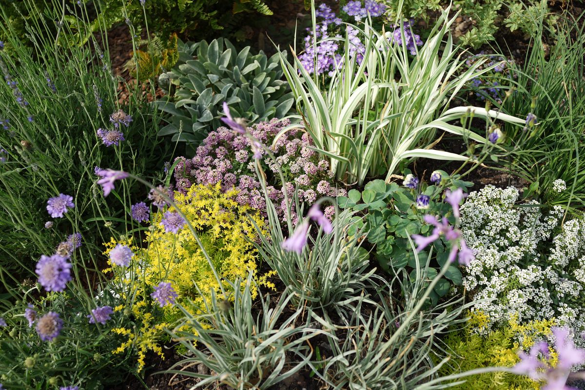 Flowers such black-eyed Susans and day lilies bloom each summer once first planted 