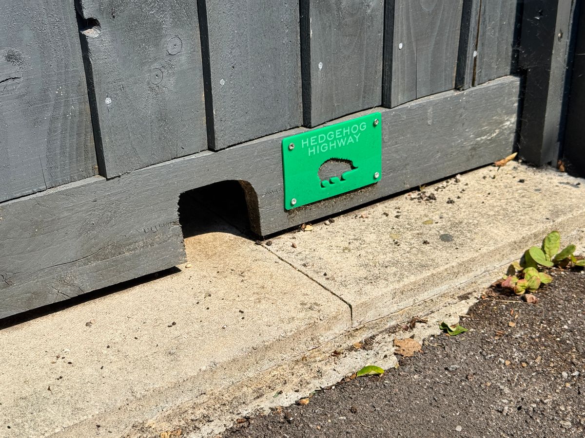 Stock photo showing a hole cut in the base board of a wooden fence allowing European hedgehogs (Erinaceus europaeus) access to their nighttime walking route.