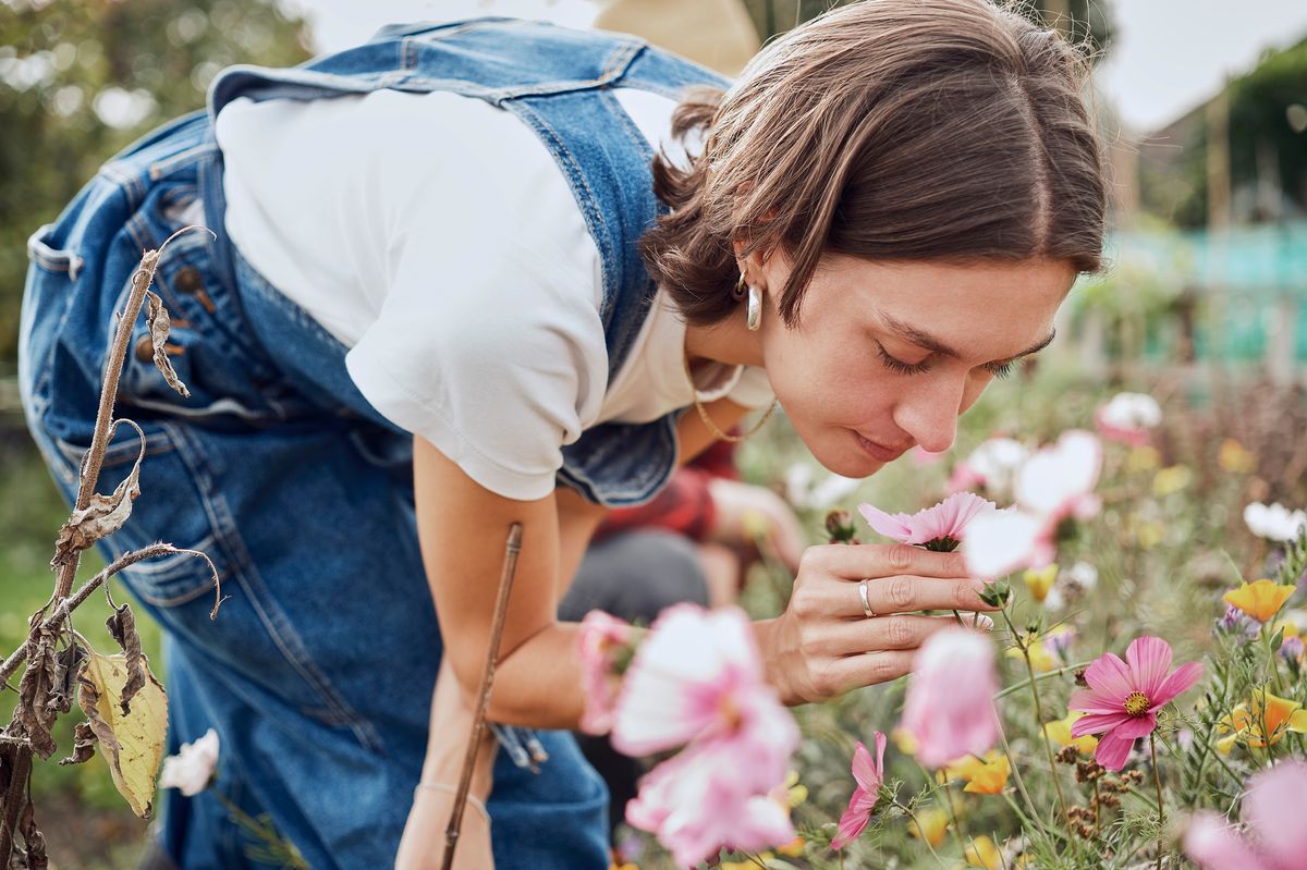 Create 'stunning' flower displays in three 'easy' steps (stock image)