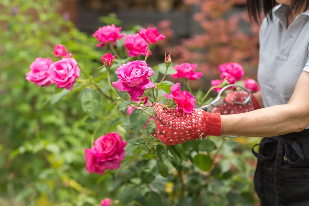 Roses