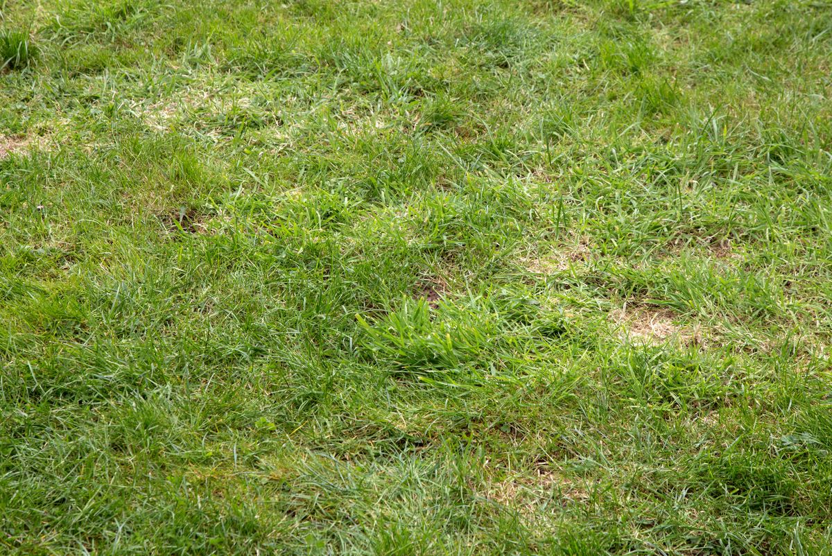 Lawn in poor condition requiring the attentions of a gardener
