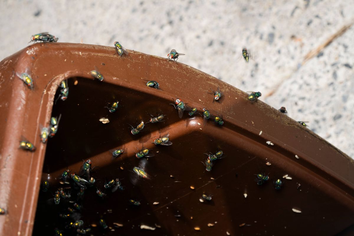 Compost bin infested by green bottle flies.