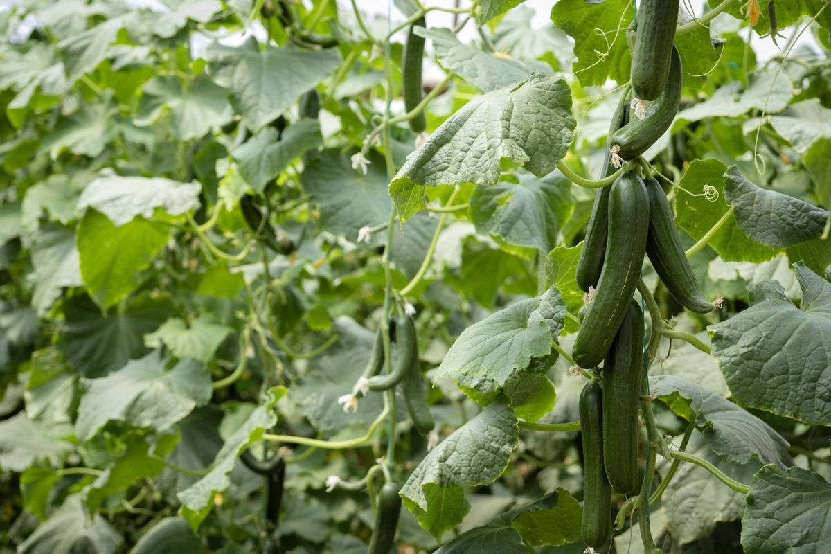 Green cucumbers are hanging from lush vines inside a greenhouse, representing organic farming, healthy eating, and the abundant harvest of fresh, ripe