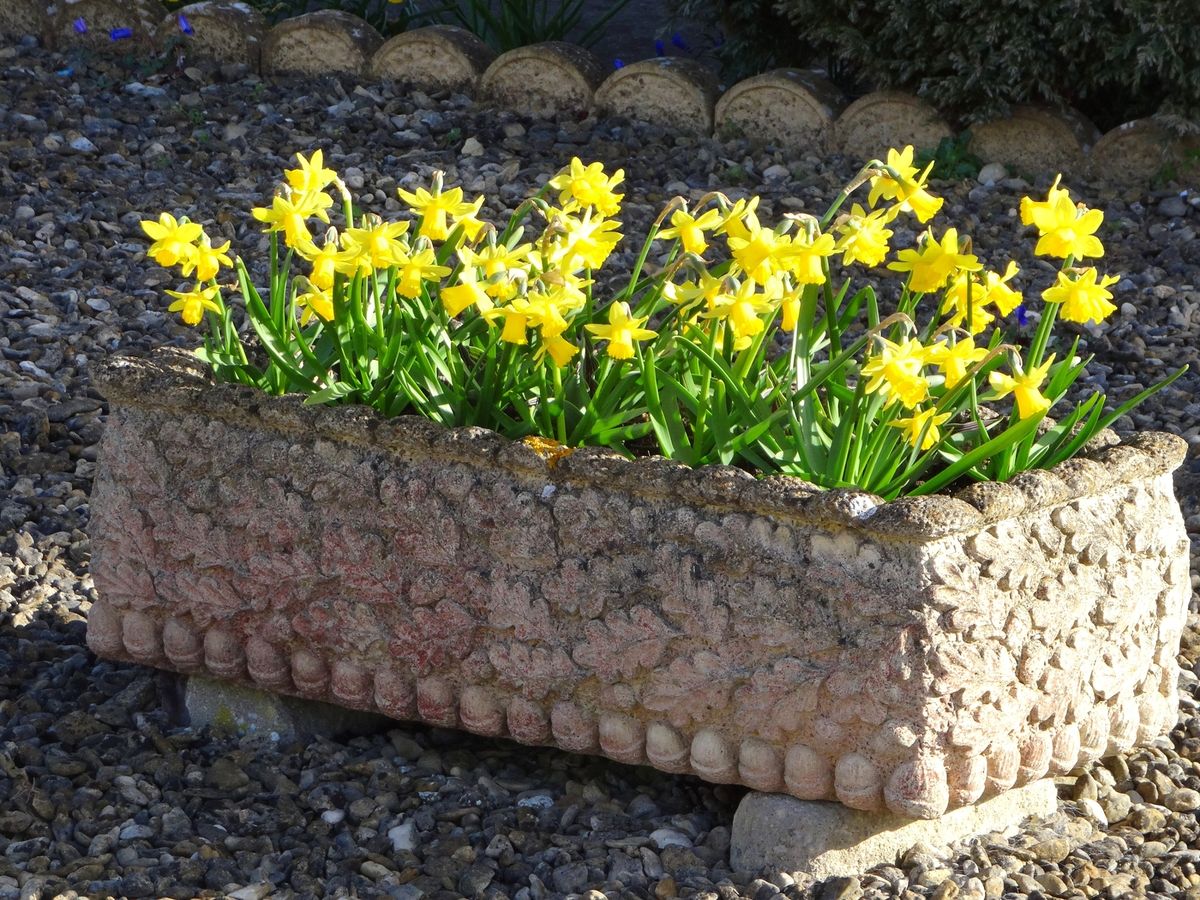 stone trough filled with yellow dwarf daffodil flowers