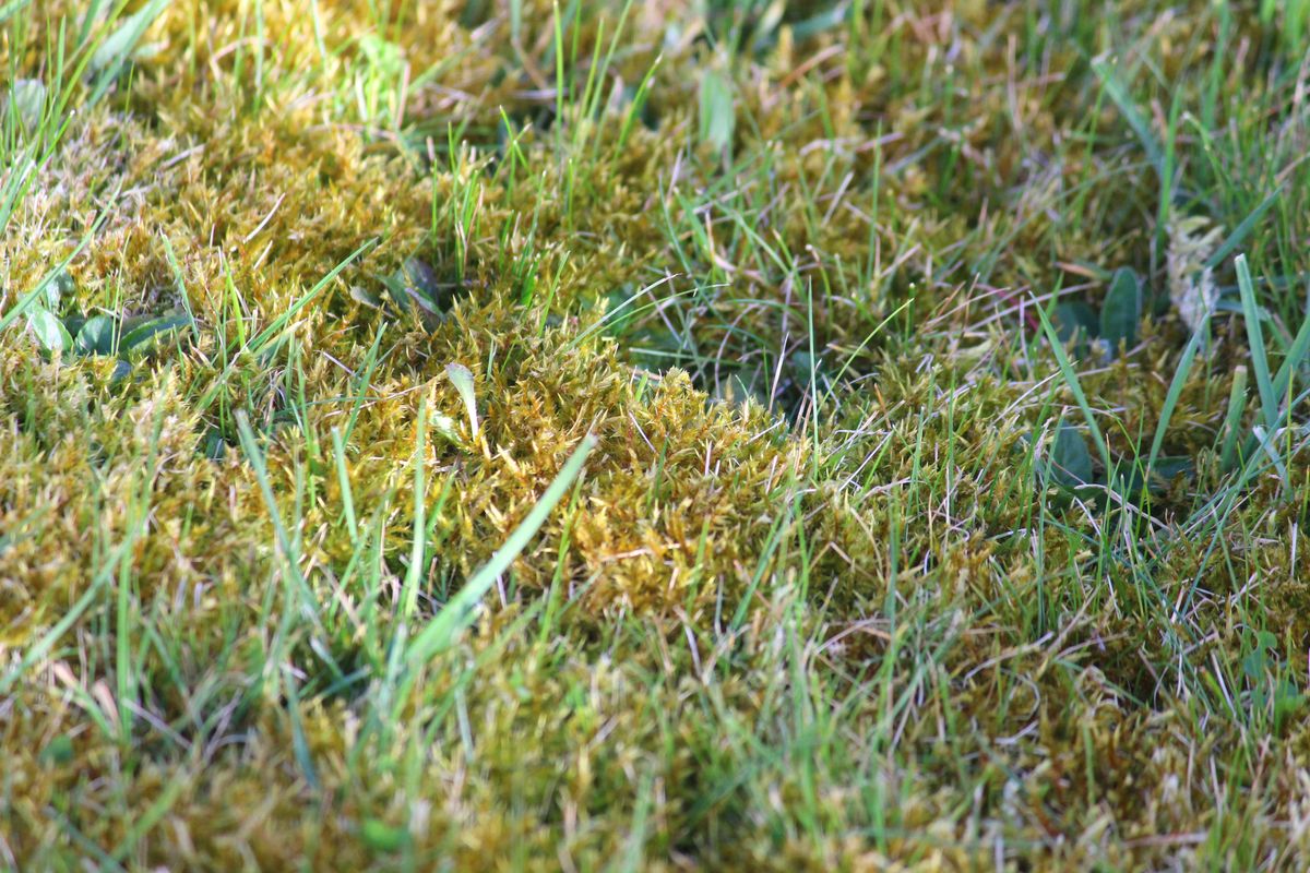 Photo showing a mossy lawn in need of attention, with patches of moss and dead grass.