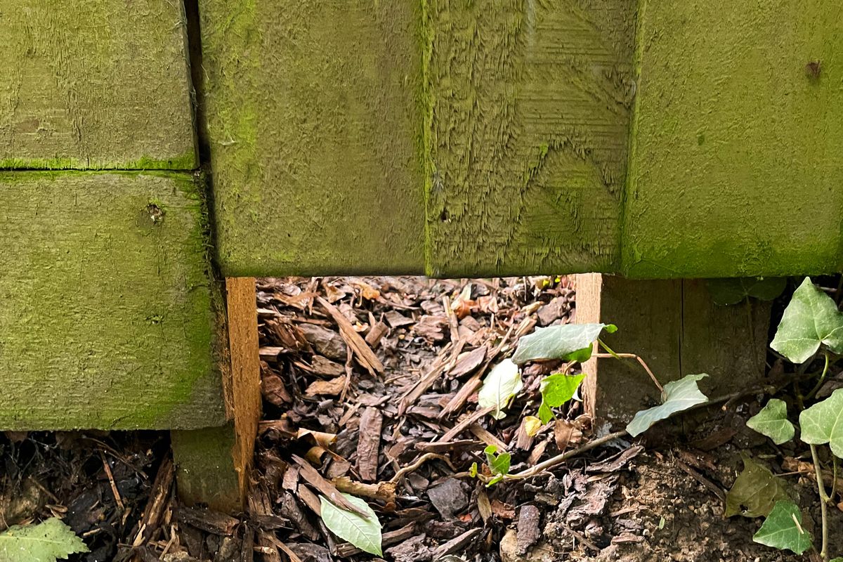 Stock photo showing hole cut in base of wooden fence allowing European hedgehogs (Erinaceus europaeus) access to their nighttime walk routine.