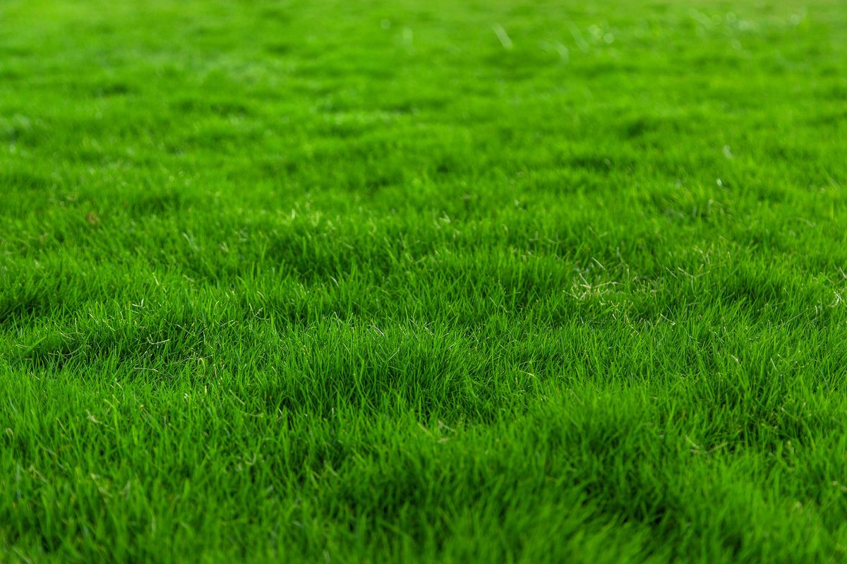 Lawn grass close-up green lot. Selective focus. nature