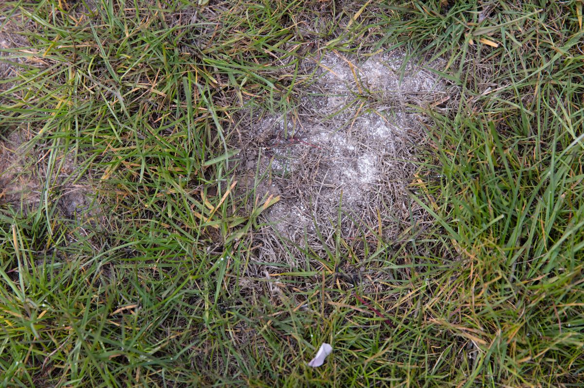 Lawn with ferrous sulphate heptahydrate. FeSO4·7H2O called melanterite. Used as lawn conditioner and moss killer.