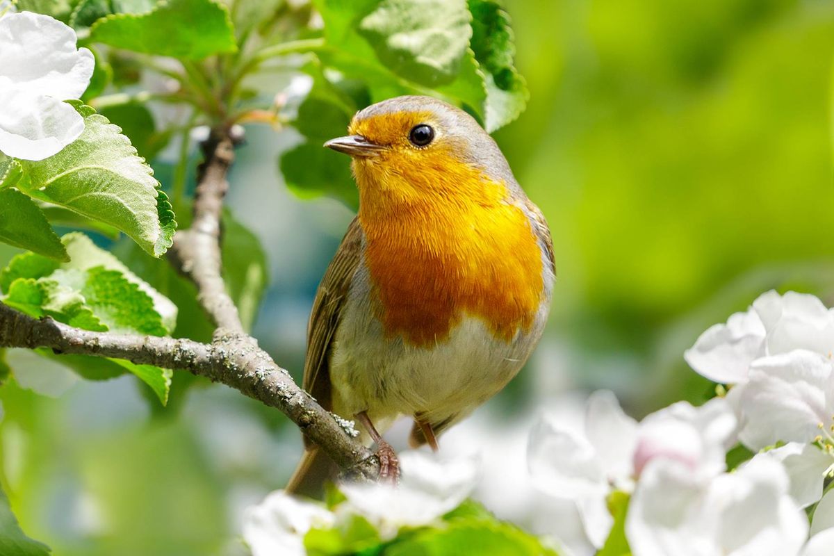 Close up of little bird perching on branch of blossom apple tree with white flowers. European robin. Erithacus rubecula