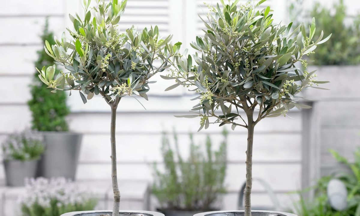 yimbly olive tree
