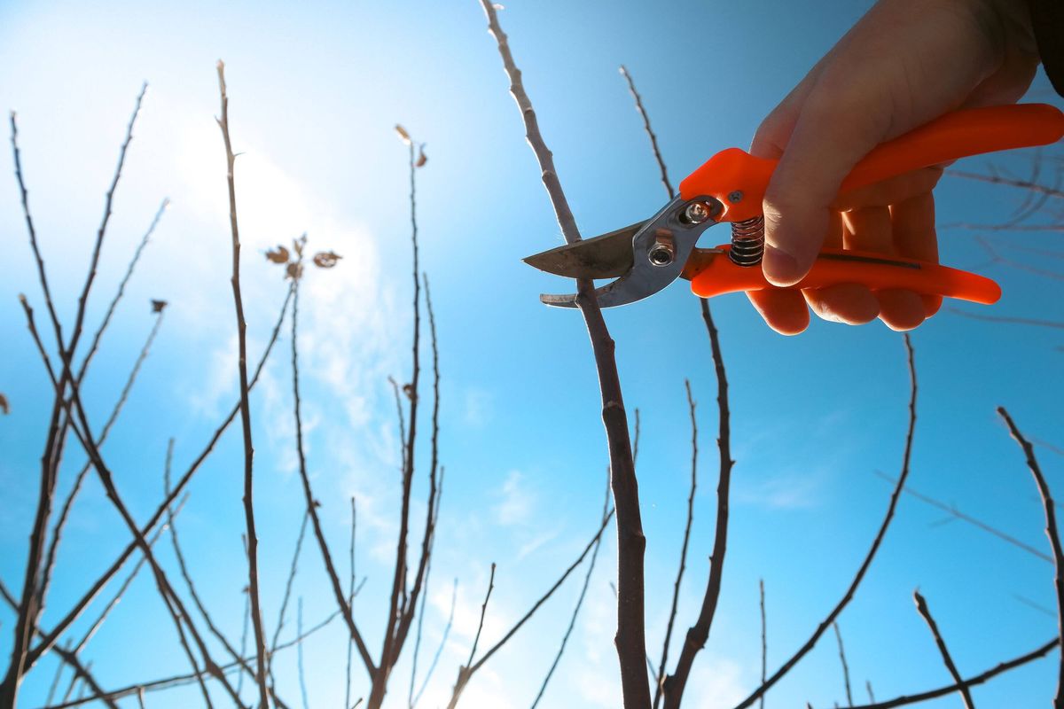 Man pruning tree branch with secateurs in the orchard. Farmer hand prunes and cuts branches of a tree