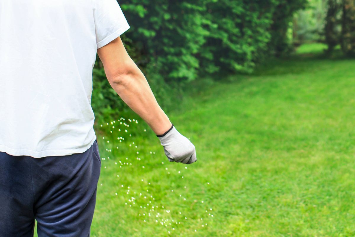 Feeding lawn with granular fertilizer for perfect green grass by hand over a lush green garden lawn bordered by trees and bushes. Lawn care and gardening passionately conducted in a residential setting. Fertilizer helps lawn thrive all year long