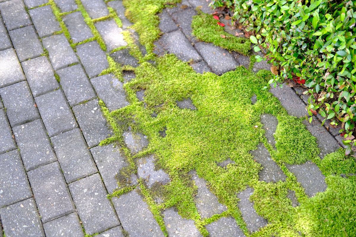 Moss growing on sidewalk