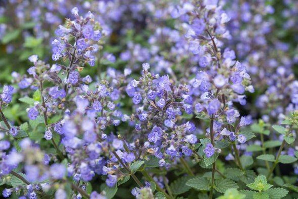 Nepeta Faasenii 'Purrsian Blue' flowers in close up